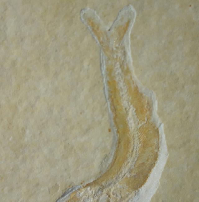 Leptolepides sprattiformis (BLAINVILLE 1818) - Bild &copy; FossNet FossilienStore